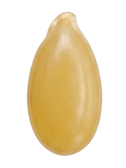 Golden Flax
